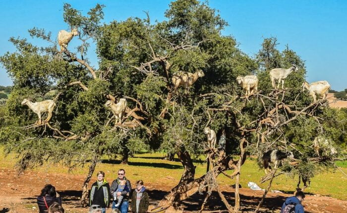 day trip from Marrakech to Essaouira