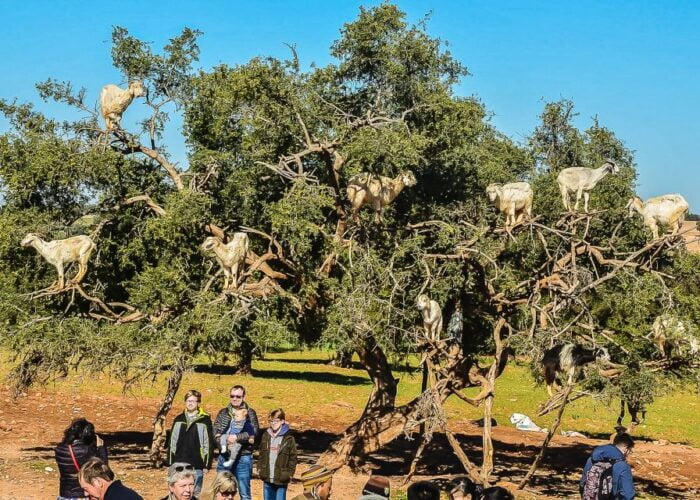 day trip from Marrakech to Essaouira